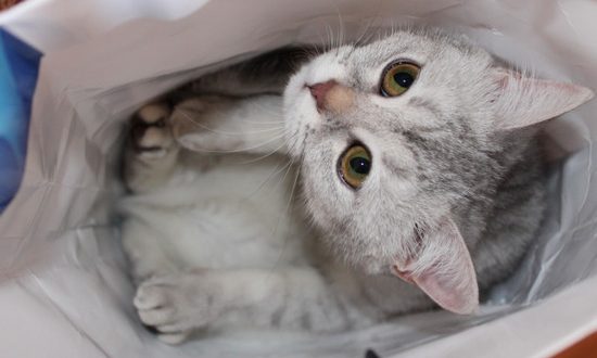 почему кошки любят коробки