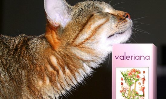 почему кошки любят валерьянку