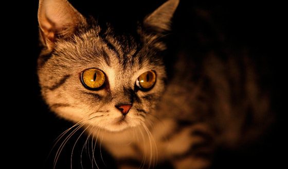почему у кошек светятся глаза