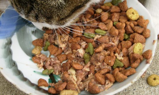 диетический корм для кошек