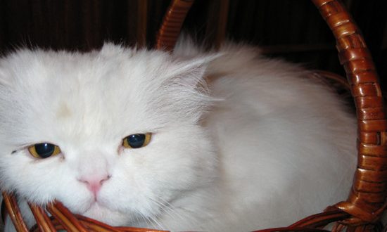где можно купить кошку