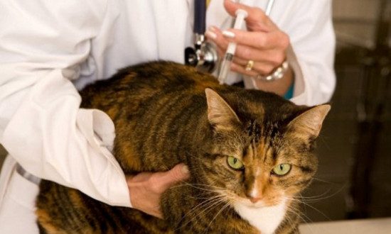 какие прививки нужно делать кошкам