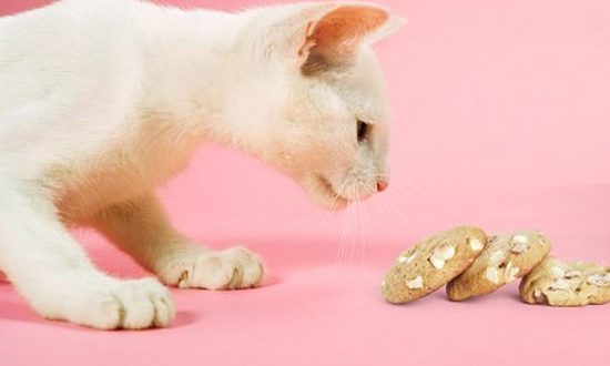 почему кошка плохо естпочему кошка плохо ест