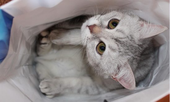 самые добрые породы кошек