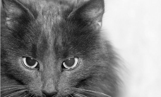 участие в выставке кошек