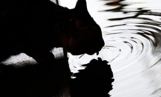 почему кошка не пьет воду