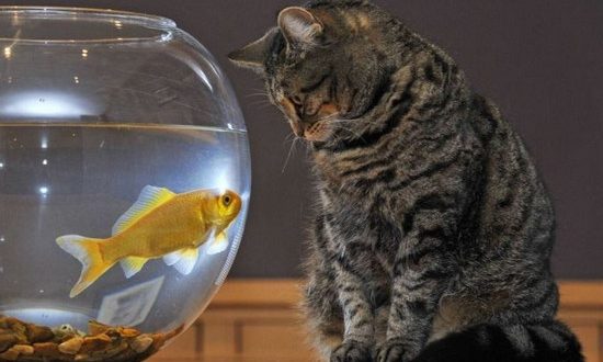 можно ли кормить кошку рыбой