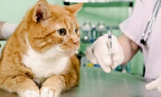 сколько стоят прививки для кошек