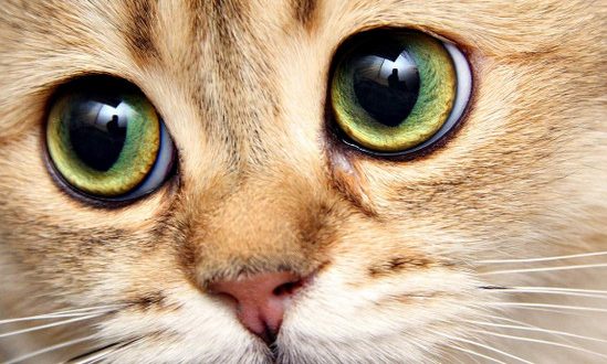 почему слезятся глаза у кошки