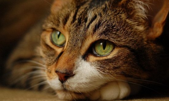 почему у кошки выпадают усы