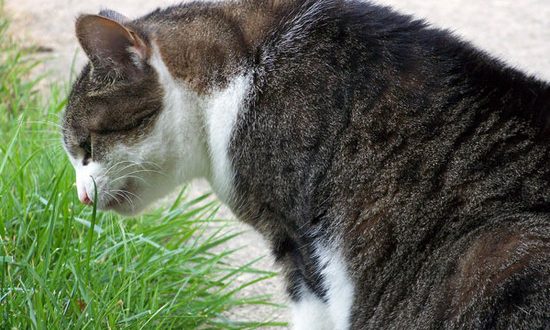 какую траву едят кошки