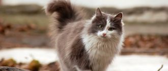 лечение кашля у кошек