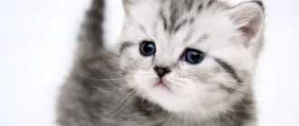 лечение панкреатита у кошек