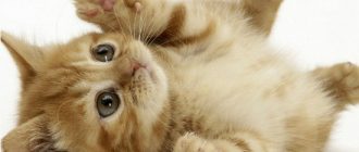 Лечение хламидоза у кошек