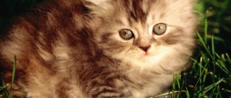 лечение токсоплазмоза у кошек