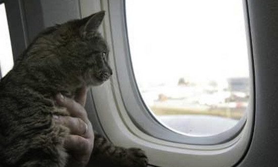перевозка кошек в самолете