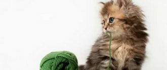 лечение гепатита у кошек