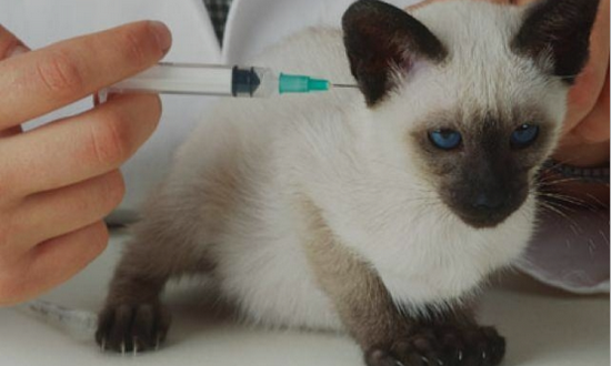 какие прививки необходимы котенку