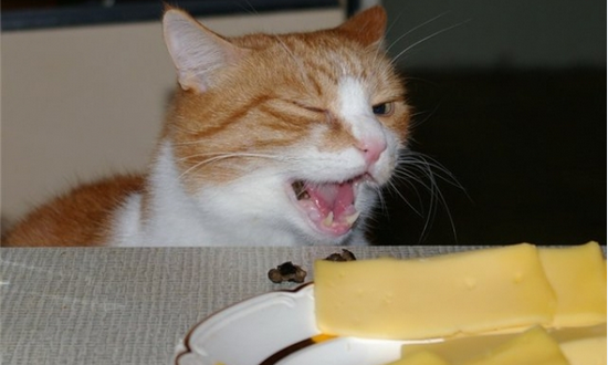 можно ли кормить котенка сыром