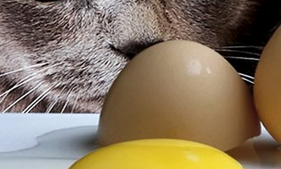 можно ли кормить котят яйцами