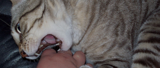 отучить котенка кусать руки