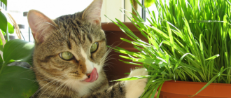 какими же овощами кормить котенка