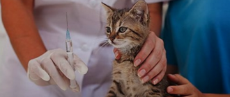 нужны ли прививки котятам