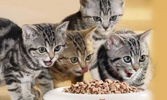 какими продуктами нельзя кормить котят