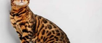 сколько стоит бенгальский котенок