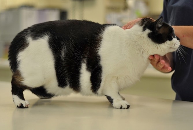 Ожирение кошек