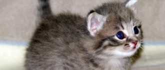 Понос у котенка: причины и лечение