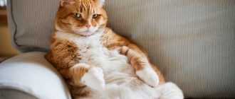 Гарфилд или ожирение у кота